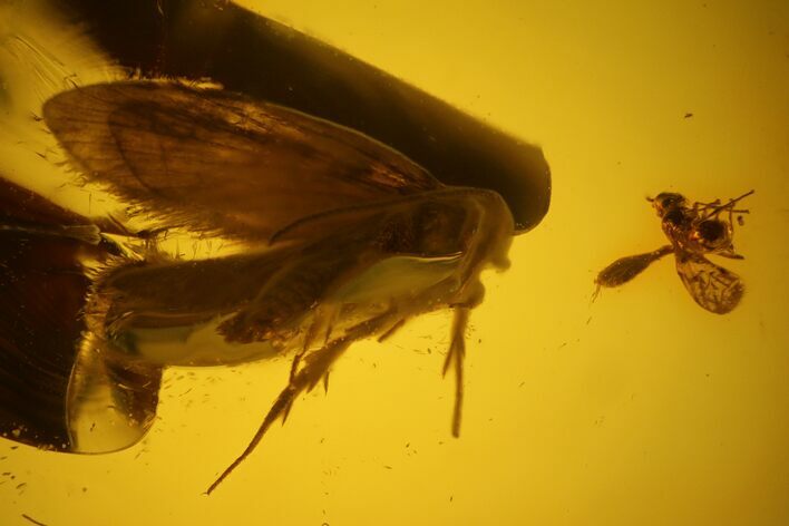 Detailed Fossil Caddisfly and Two Flies in Baltic Amber #135034